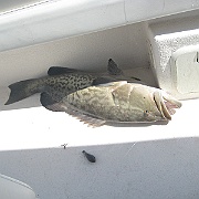 Picture 006